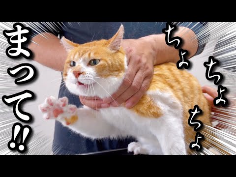 猫に「お風呂行くよ！」と言ったときの反応がこちら！トリマーが伝授！猫シャンプーテクニック