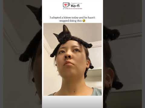 Oh 🤣 #animals #cat #cats #cute #funny #memes #pet #petlovers #reel #catlife