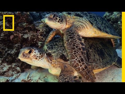 YouTube video thumbnail: New Caledonia: The Coral Garden