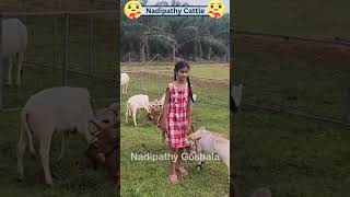 cute girl playing with Nadipathy cow #shorts #short #viral #uae #abudabi #qatar #oman #reels