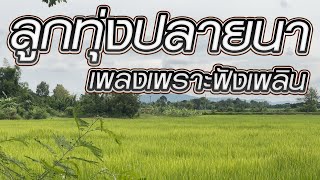 ลูกทุ่งปลายนา เพลงเพราะฟังเพลิน
