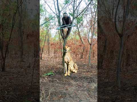 catching cheetah 🐆#shortvideo #shortsviral #trending #tikanpradhan #yt_shorts #wildlife #youtube