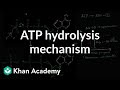 ATP Hydrolysis and Enzyme Catalysis Quiz