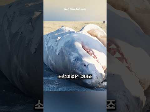 먹이사슬 정점의 최강 생물체