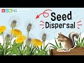 Seed Dispersal Methods and Concepts