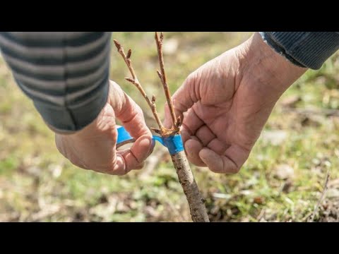 Kada je pravo vrijeme za kalemljenje koje vrste voćki i kako to napraviti?