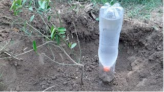 Easy water irrigation system for planting