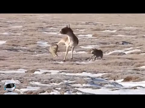 Осел Спасался Как Мог / Случаи с Животными Снятые На Камеру
