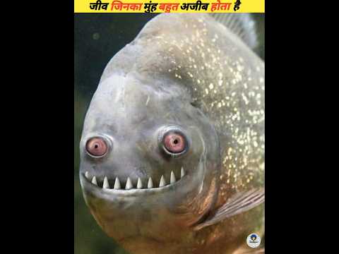 Sea creatures with very strange mouths #viral