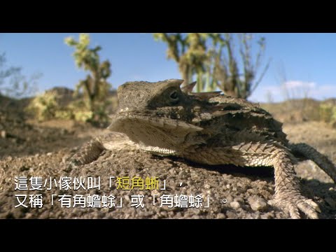 角蜥禦敵絕招：目珠噴血 - YouTube