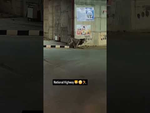 lion on national highway | #lion #asiaticlion #wildlife #girforest #gujarat #animals #shorts #yt