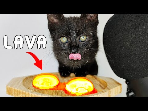 😱 Kitten Eating Lava ASMR ?