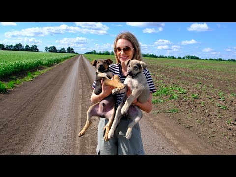 Woman Found Two Scared Puppies in the Middle of Nowhere and She Couldn't Pass By