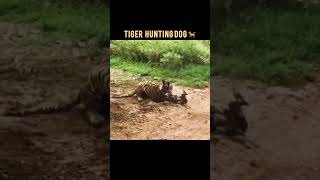 Tiger is sleeping #subscribe #wildlife #animalshorts ￼