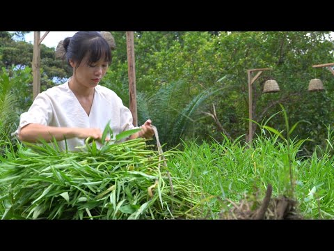 Harvesting water spinach in the garden. Growing dry rice. Preserving water spinach and cooking