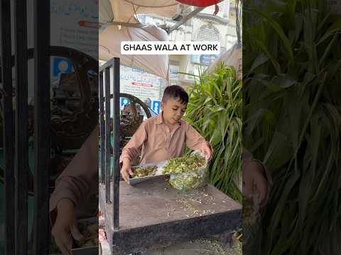 Ghaas Bilkul Fresh Hai Abhi Kaati Hay ๐ #funny #entertament #talhaahmed #shorts #viralshorts