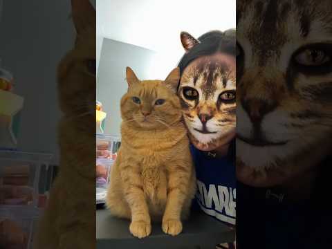 NAKUTIN KUCING OREN