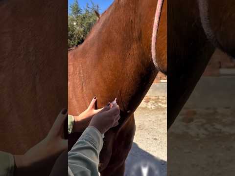 How Horses Help Make Snake Antivenom
