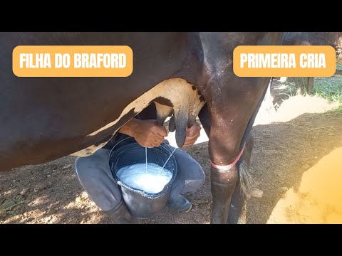 Tirando leite da Pérola cara branca filha do Braford