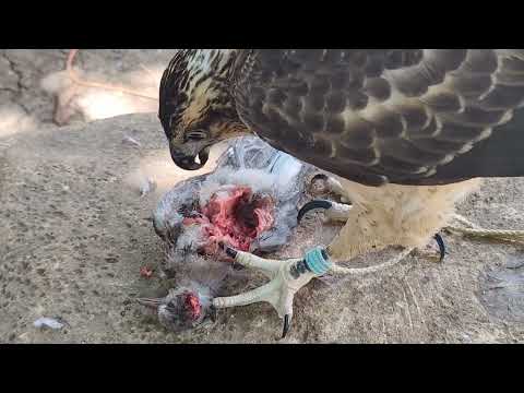 my bird 🦅 eating a big dove #eagle #falcon #bird #hawk