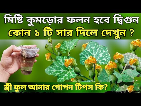 কোন ১ টি সার দিলে - মিষ্টি কুমড়োর ফলন হবে দ্বিগুন দেখুন - স্ত্রী ফুল আনার গোপন টিপস জানুন