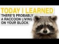 Urban Adaptations of Raccoons