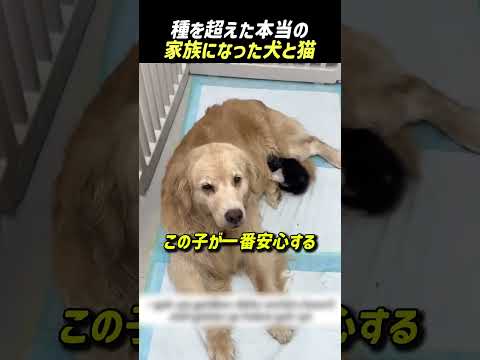 種を超えた本当の家族になった犬と猫