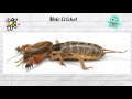 Mole Crickets: Behavior and Adaptations