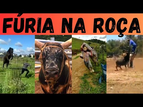 5 Animais mais ZANGADOS e VALENTES da roça