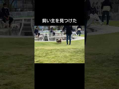 飼い主を見つけた #shorts #チワワ #ドッグラン
