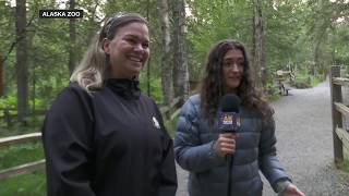 YouTube video thumbnail: Early Morning Howls and Homegrown Flowers: A Behind the Scenes Look at The Alaska Zoo