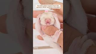 This couple saved a baby sugar glider from an ant attack and then…