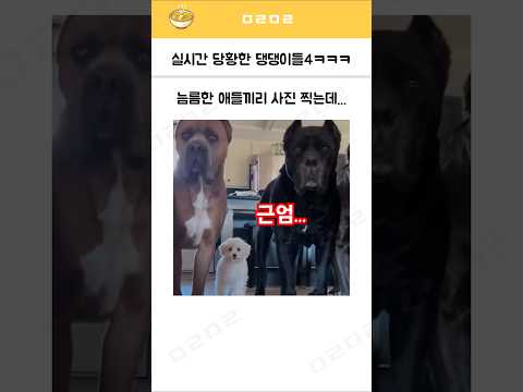 실시간 당황한 댕댕이들4 ㅋㅋㅋ
