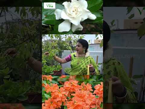 எங்கள் மொட்டை மாடி தோட்டத்தில் அம்பாளுக்கு மிகவும் பிடித்த பூ | Anitha Kuppusamy Terrace Garden Vlog
