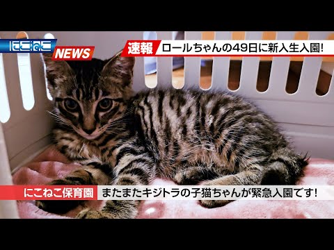 【にこねこ速報】キジトラ祭り開催中!? いらっしゃいませ～