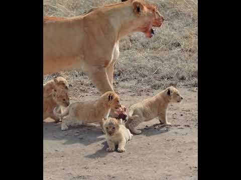 Cute baby lion 2 #wildlife  #Littlelion #mom