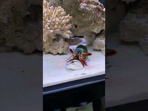 Don't touch the mantis shrimp did you hear sound punch it?๐ฅ๐ซ
