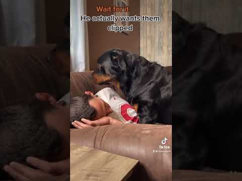 Nail clipping with a growling Rottweiler