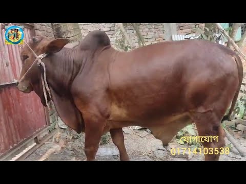 @ ২২/১২/২০২৪|| না-গঞ্জের আড়াইহাজারের খামারে পালার ফ্লেকবি, শাহীওয়াল, বলদ ও মাংসের বড় বড় ষাঁড় গরু||