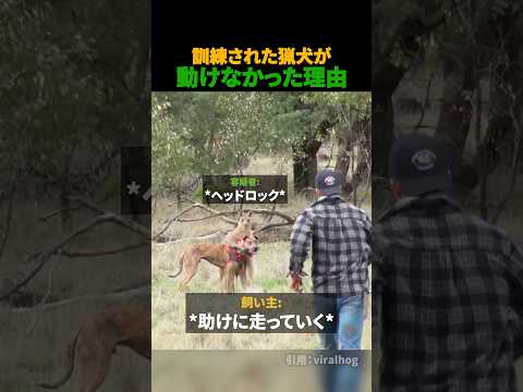 猟犬が動けなかった理由
