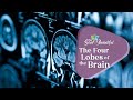 Brain Functions and Structures