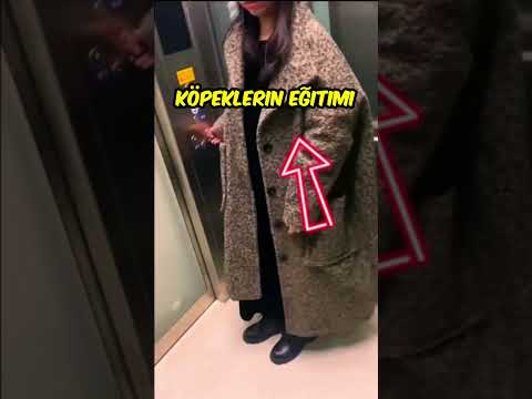 Köpek Kadında O Elbiseyi Görünce... 😂