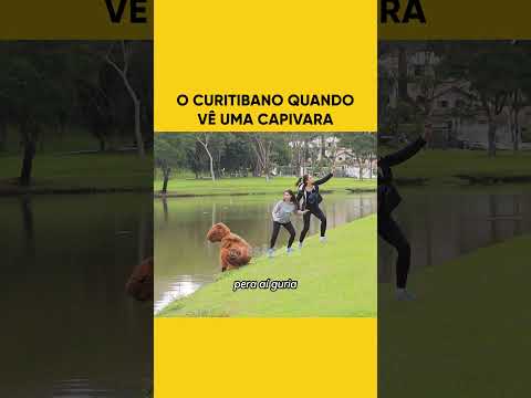 O Curitibano quando vê uma capivara #curitiba #curitibaparana #curitibaturismo #curitibalover