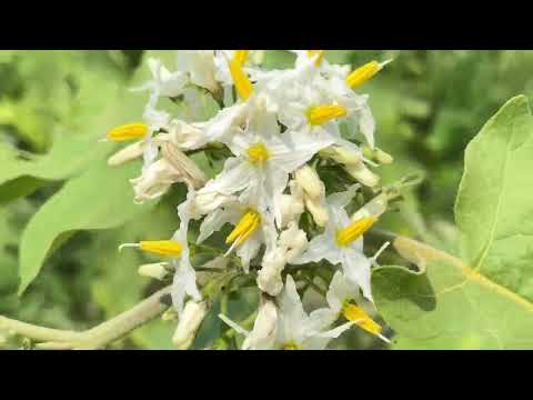 The Life Cycle of Pea Eggplant Planting and Harvesting