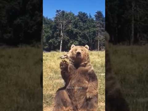 Funny Bears🐻 Funniest Animals Videos | Try Not To Laugh #52 #funnyanimals #shorts #fails #funny