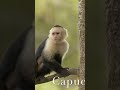 New World and Old World Monkeys