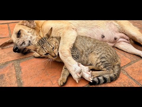 Sweet Love Between A Cat And A Cute Dog - This Video Will Melt Your Heart