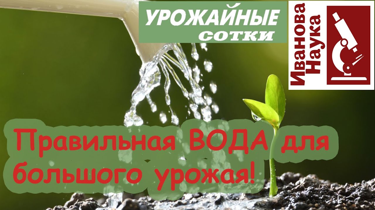 Не всходят семена и не растет рассада? Виноватой может быть вода!