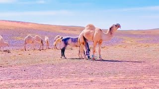مشى مع غليمن له على الذلول يوم جاء عند القبيله الثانيه طاحت عين الشايب على بنت   ويطلبها من ابوها
