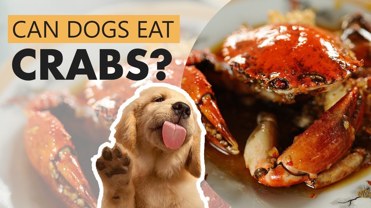 Can Dogs Eat Crab Legs